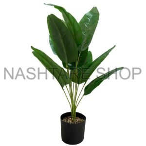 WhatsApp Image 2025-06-21 at 19.37.45_7a90e74d Green Plant | نبتة خضراء