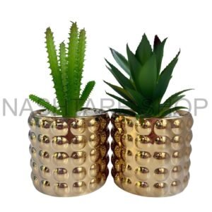 WhatsApp Image 2025-06-30 at 17.27.43_6dd81cbd Mini Green Plant | نبات أخضر صغير